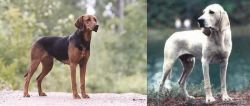 Schillerstovare vs Porcelaine - Breed Comparison