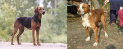 Schillerstovare vs Posavac Hound - Breed Comparison
