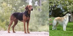 Schillerstovare vs Russian Hound - Breed Comparison