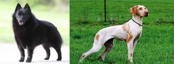 Schipperke vs Ariege Pointer - Breed Comparison