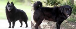 Schipperke vs Bakharwal Dog - Breed Comparison