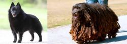 Schipperke vs Bergamasco - Breed Comparison