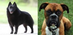 Schipperke vs Boxer - Breed Comparison