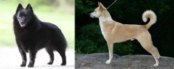 Schipperke vs Canaan Dog - Breed Comparison