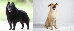 Schipperke vs Chinook - Breed Comparison