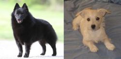 Schipperke vs Chipoo - Breed Comparison