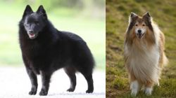 Schipperke vs Collie - Breed Comparison