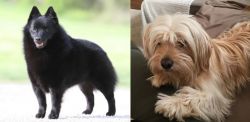 Schipperke vs Cyprus Poodle - Breed Comparison