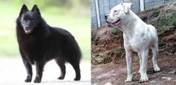 Schipperke vs Dogo Guatemalteco - Breed Comparison