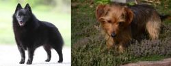 Schipperke vs Dorkie - Breed Comparison