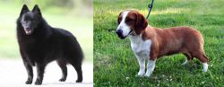 Schipperke vs Drever - Breed Comparison