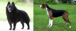 Schipperke vs Finnish Hound - Breed Comparison