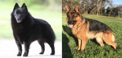 Schipperke vs German Shepherd - Breed Comparison