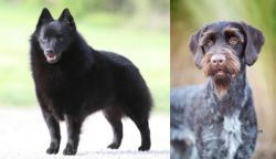 Schipperke vs German Wirehaired Pointer - Breed Comparison