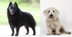 Schipperke vs Glen of Imaal Terrier - Breed Comparison