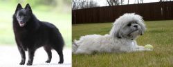 Schipperke vs Mal-Shi - Breed Comparison