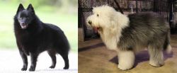 Schipperke vs Old English Sheepdog - Breed Comparison