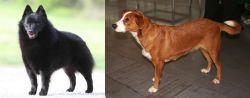 Schipperke vs Osterreichischer Kurzhaariger Pinscher - Breed Comparison