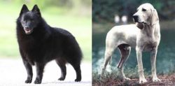 Schipperke vs Porcelaine - Breed Comparison