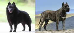 Schipperke vs Presa Canario - Breed Comparison