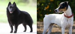 Schipperke vs Ratonero Bodeguero Andaluz - Breed Comparison