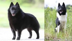 Schipperke vs Russo-European Laika - Breed Comparison