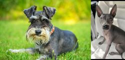 Schnauzer vs American Hairless Terrier - Breed Comparison