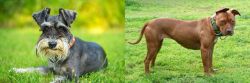 Schnauzer vs American Pit Bull Terrier - Breed Comparison