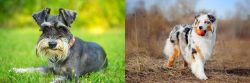 Schnauzer vs Australian Shepherd - Breed Comparison