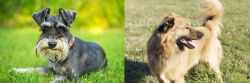 Schnauzer vs Basque Shepherd - Breed Comparison