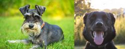 Schnauzer vs Borador - Breed Comparison