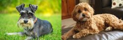 Schnauzer vs Cavapoo - Breed Comparison