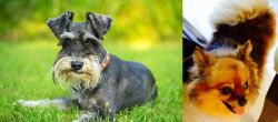 Schnauzer vs Chiapom - Breed Comparison