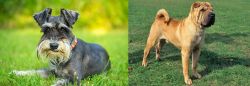 Schnauzer vs Chinese Shar Pei - Breed Comparison