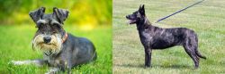 Schnauzer vs Dutch Shepherd - Breed Comparison