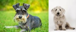 Schnauzer vs Glen of Imaal Terrier - Breed Comparison