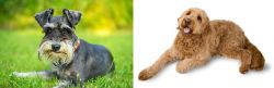 Schnauzer vs Golden Doodle - Breed Comparison