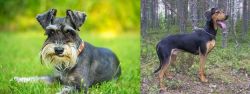 Schnauzer vs Greek Harehound - Breed Comparison