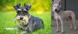 Schnauzer vs Gull Terr - Breed Comparison