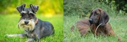 Schnauzer vs Hanover Hound - Breed Comparison