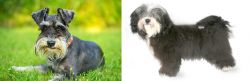 Schnauzer vs Havanese - Breed Comparison