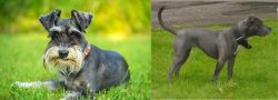 Schnauzer vs Irish Bull Terrier - Breed Comparison