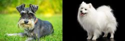 Schnauzer vs Japanese Spitz - Breed Comparison