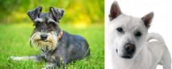 Schnauzer vs Kishu - Breed Comparison