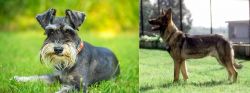 Schnauzer vs Kunming Dog - Breed Comparison
