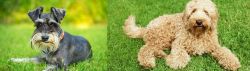 Schnauzer vs Labradoodle - Breed Comparison
