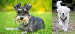 Schnauzer vs Polish Tatra Sheepdog - Breed Comparison