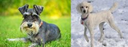 Schnauzer vs Poodle - Breed Comparison