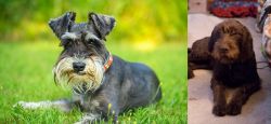 Schnauzer vs Pudelpointer - Breed Comparison