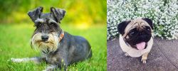Schnauzer vs Pug - Breed Comparison